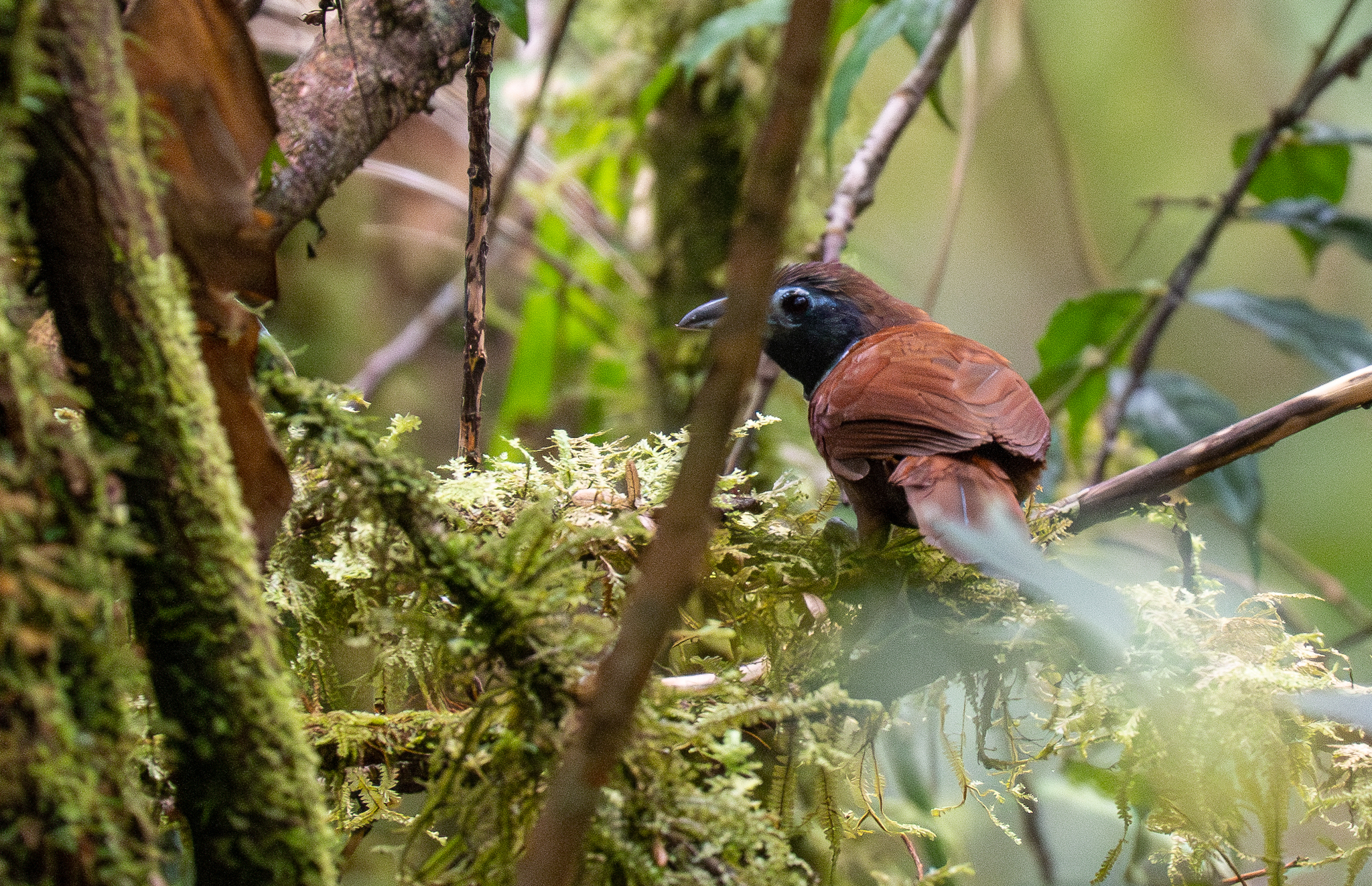 White-bibbed Babbler (Stachyris thoracica), photo 3