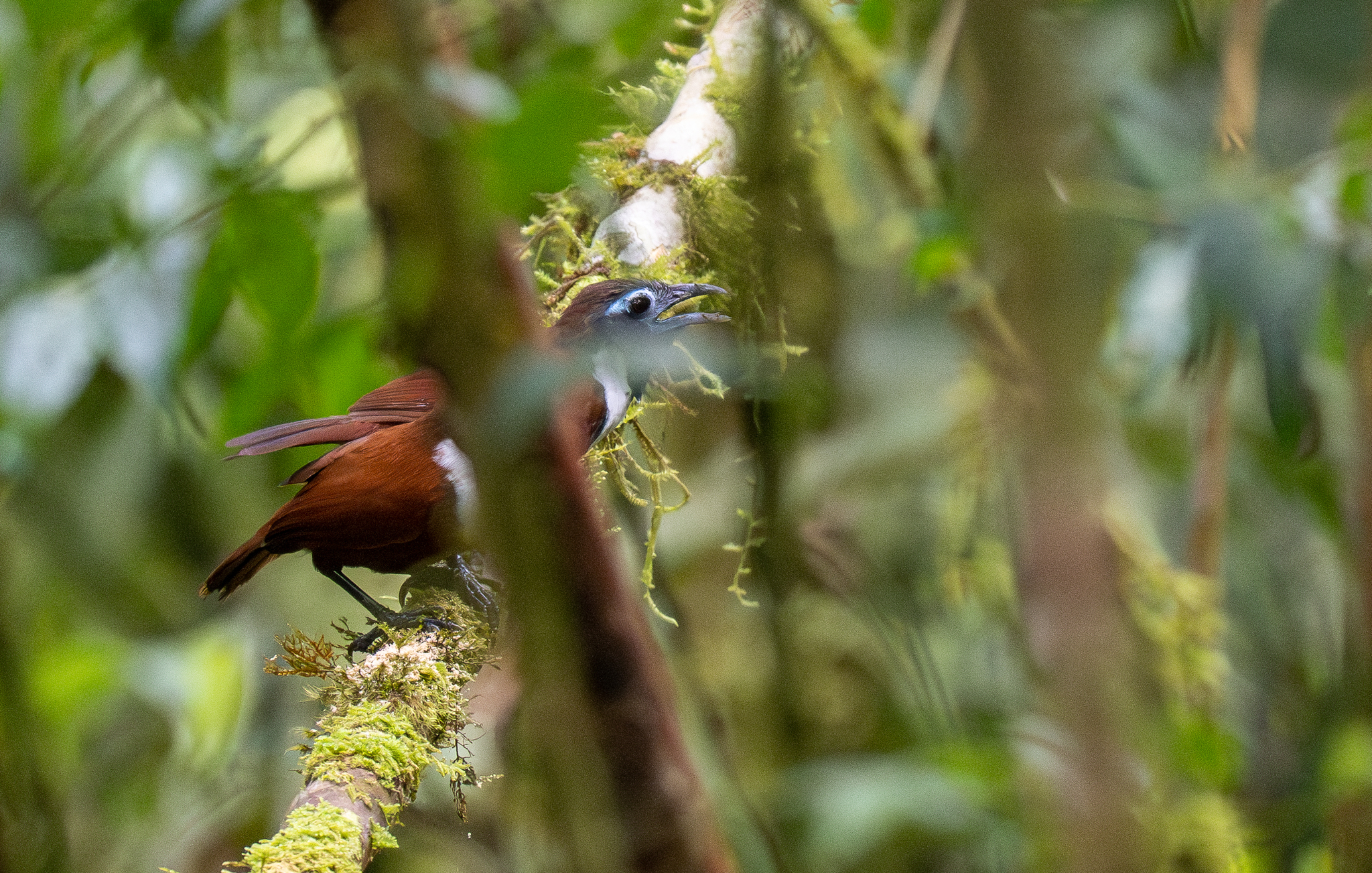 White-bibbed Babbler (Stachyris thoracica), photo 4
