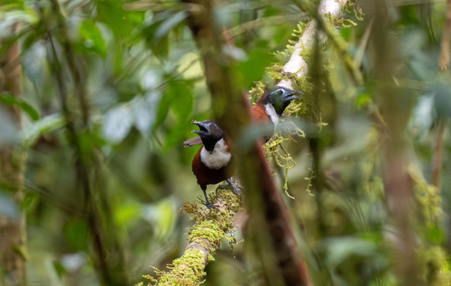 White-bibbed Babbler (Stachyris thoracica), photo 5