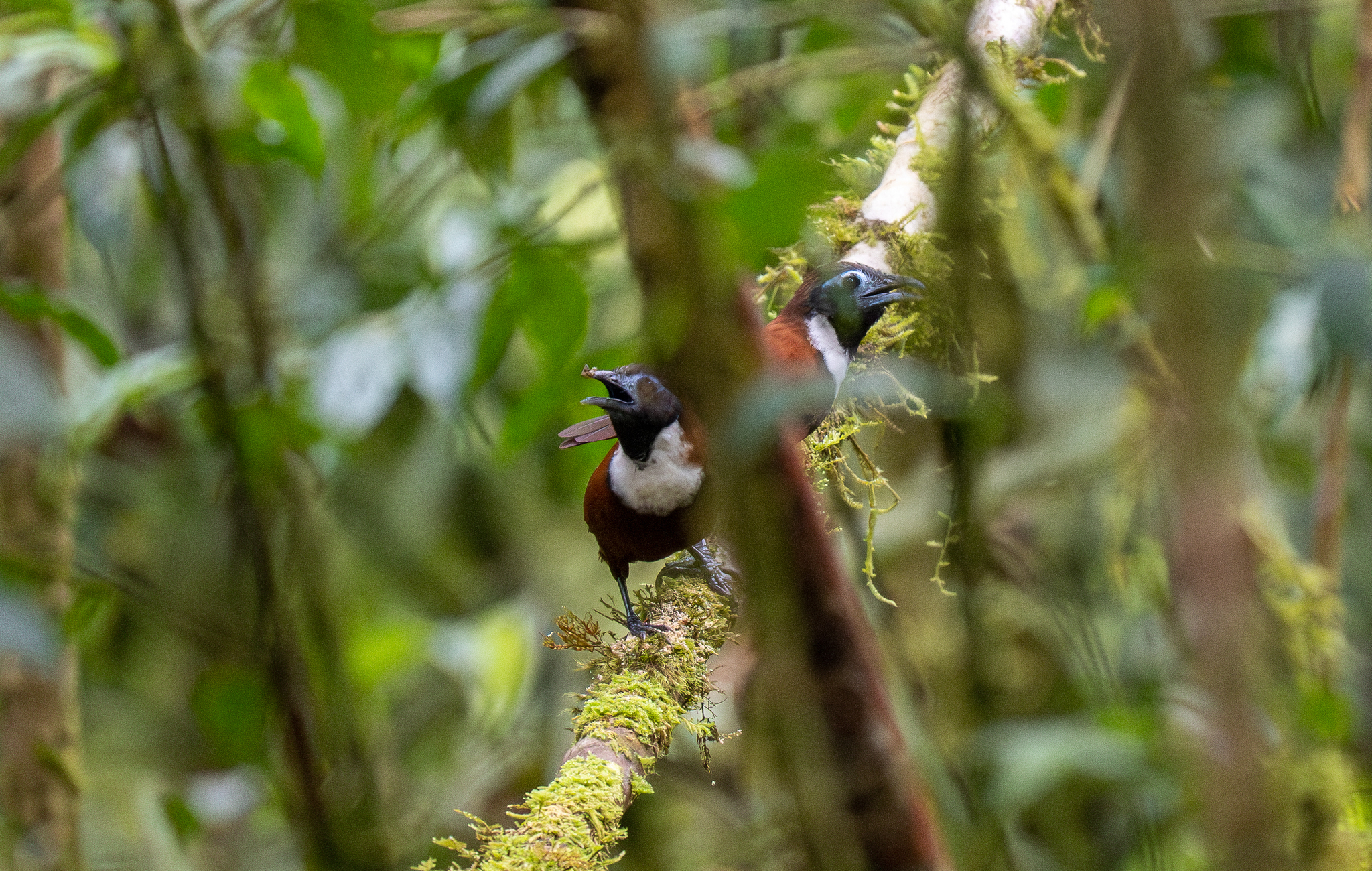 White-bibbed Babbler (Stachyris thoracica), photo 5