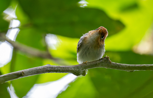 Sunda Warbler (Phylloscopus grammiceps), photo 10