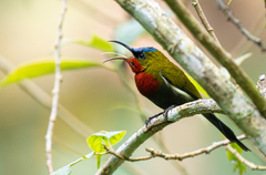 White-Flanked Sunbird photo 2