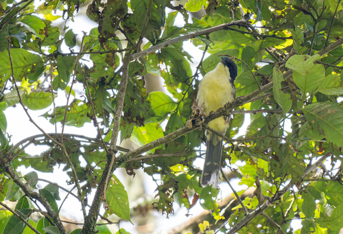 Spotted Crocias (Laniellus albonotatus), photo 4
