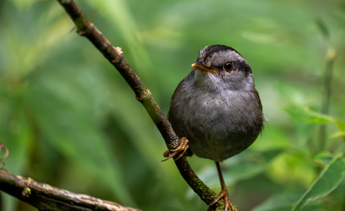 Javan Tesia (Tesia superciliaris), photo 5