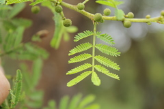 Vachellia hockii