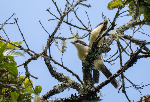 Spotted Crocias (Laniellus albonotatus), photo 5