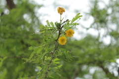 Vachellia hockii