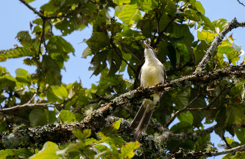 Spotted Crocias (Laniellus albonotatus), photo 6