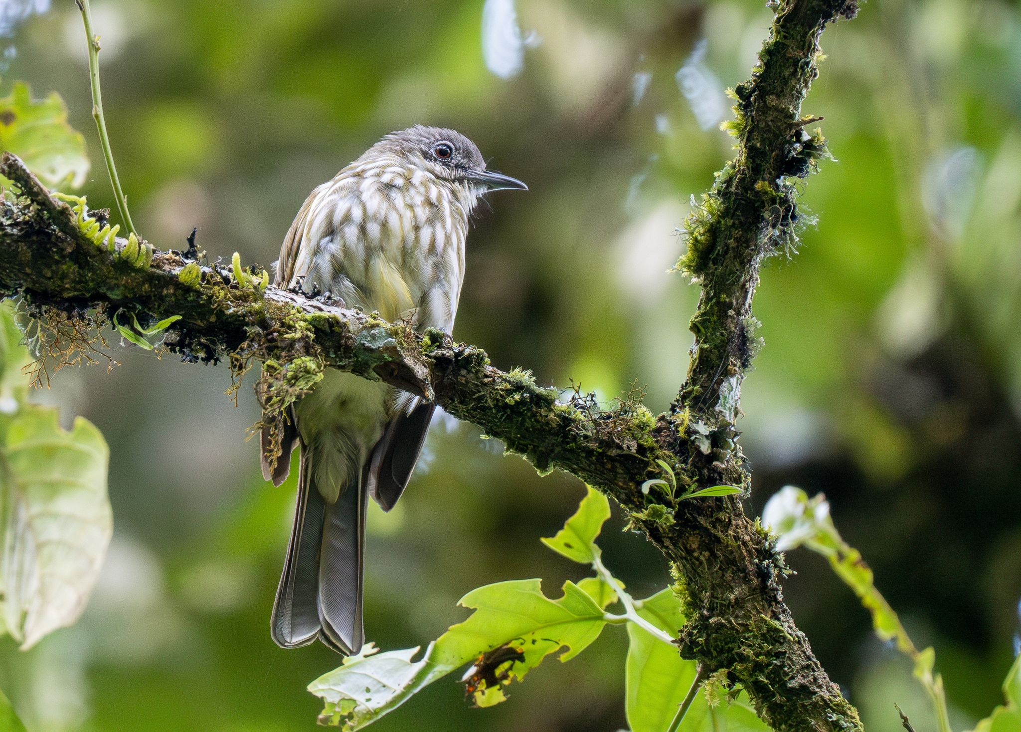 Javan Bulbul (Ixos virescens), photo 2