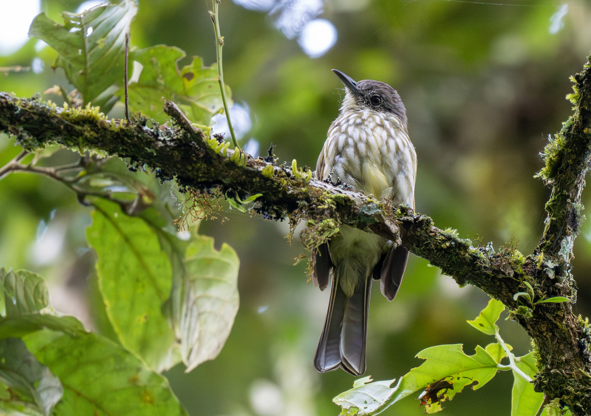 Javan Bulbul (Ixos virescens), photo 3