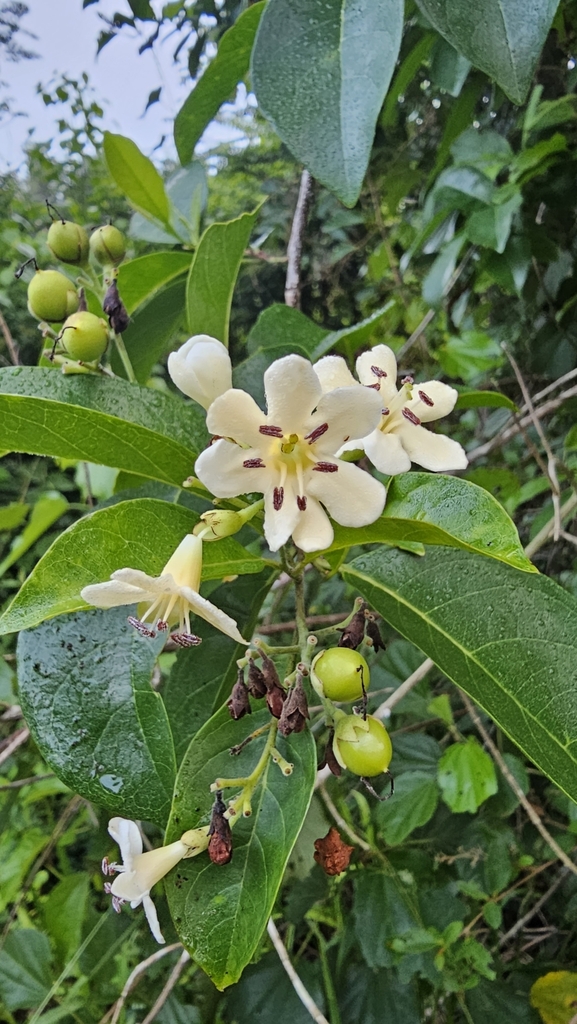 Bourreria mollis
