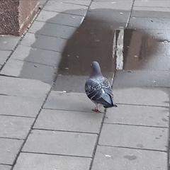Columba livia domestica