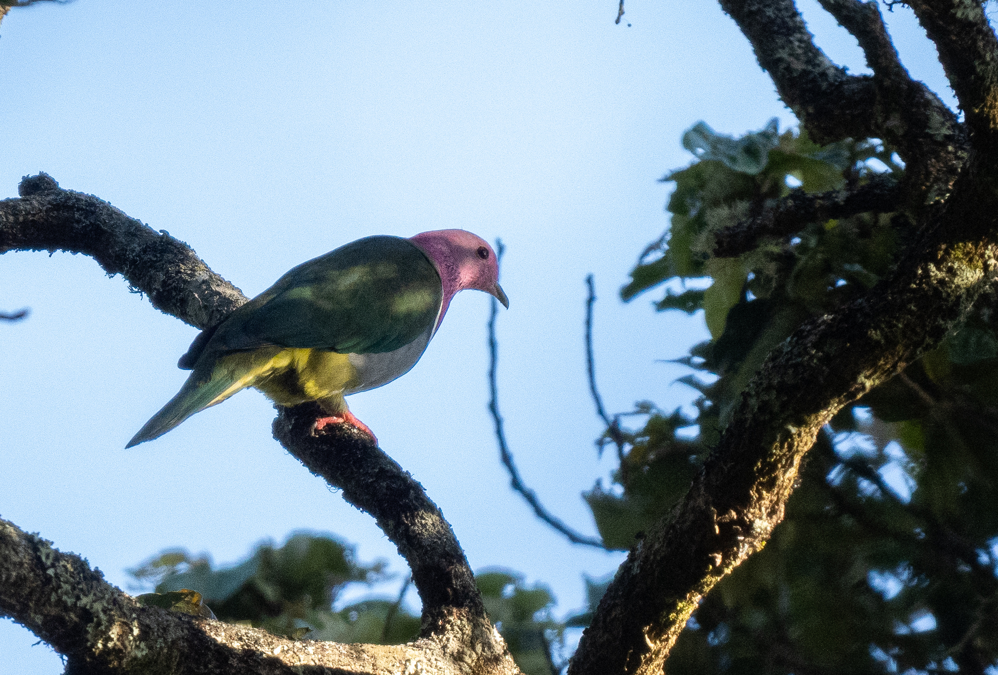Pink-headed Fruit Dove (Ptilinopus porphyreus), photo 7