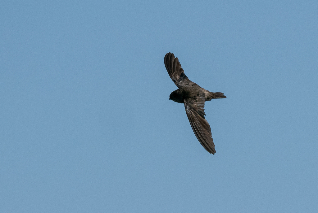 Volcano Swiftlet (Aerodramus vulcanorum) photo