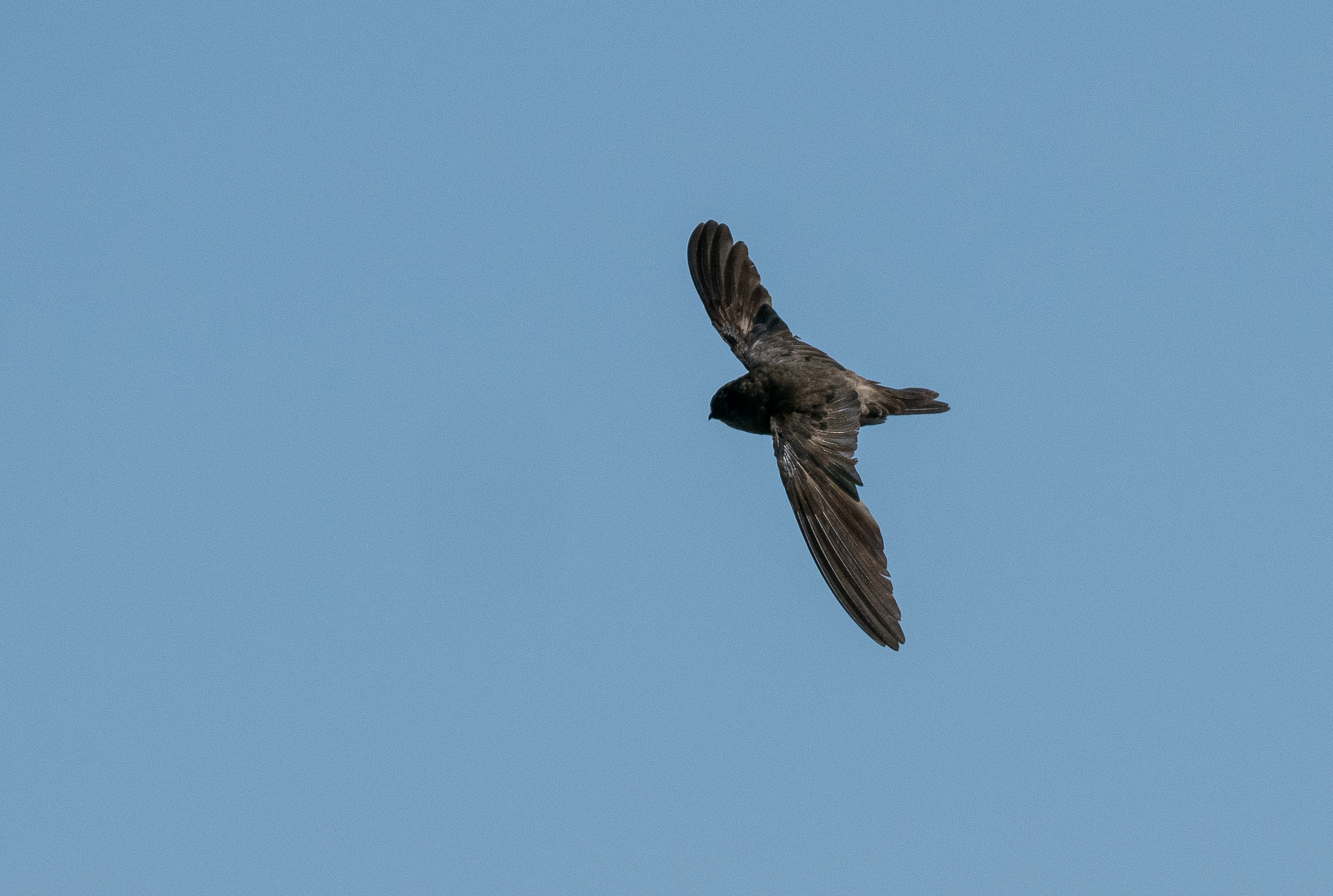 Volcano Swiftlet (Aerodramus vulcanorum), photo 2