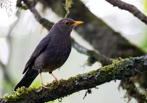Sunda Island Thrush (Turdus javanicus), photo 5