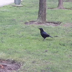 Corvus corone