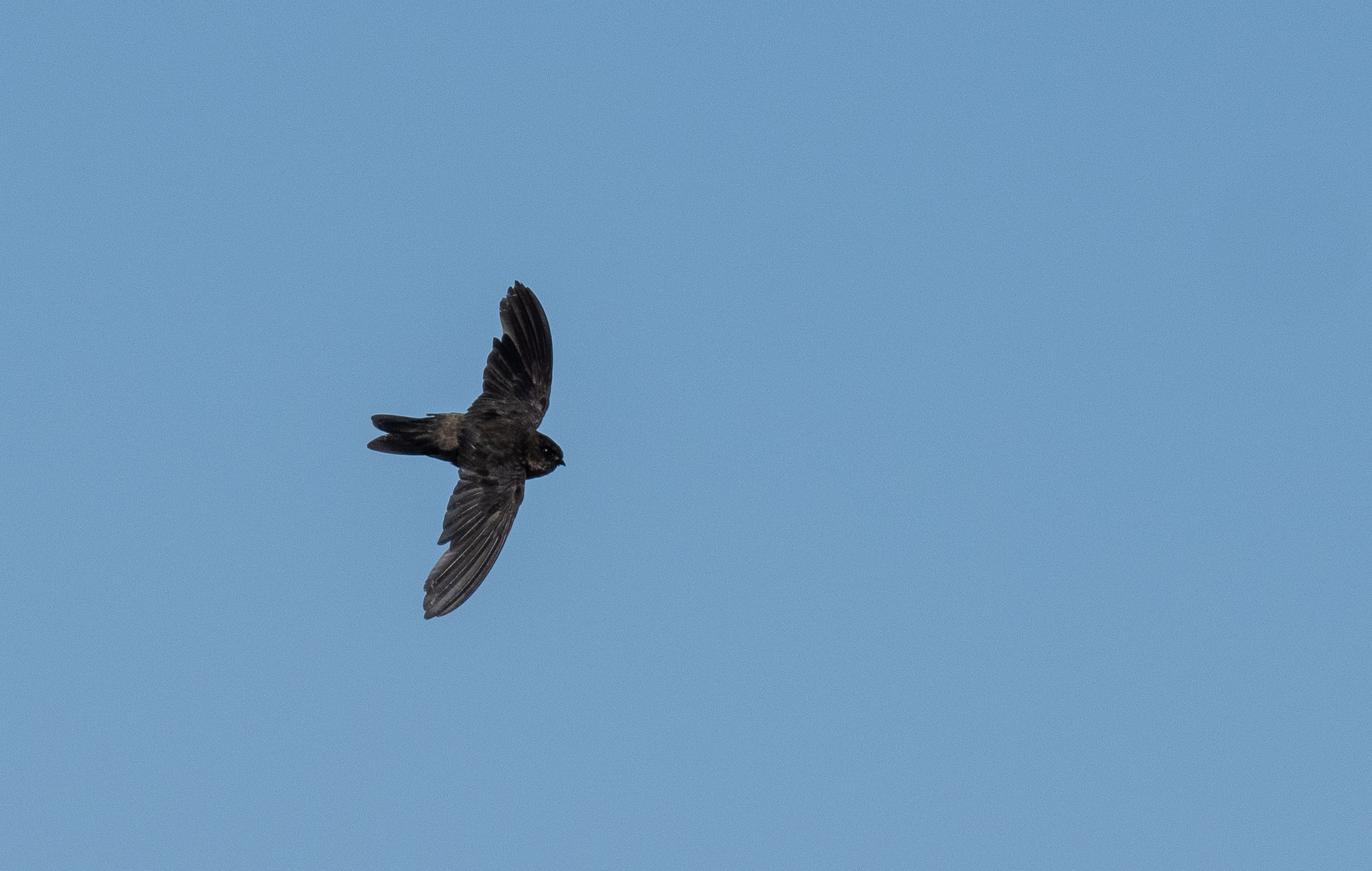 Volcano Swiftlet (Aerodramus vulcanorum), photo 4