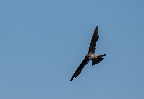 Volcano Swiftlet (Aerodramus vulcanorum), photo 3