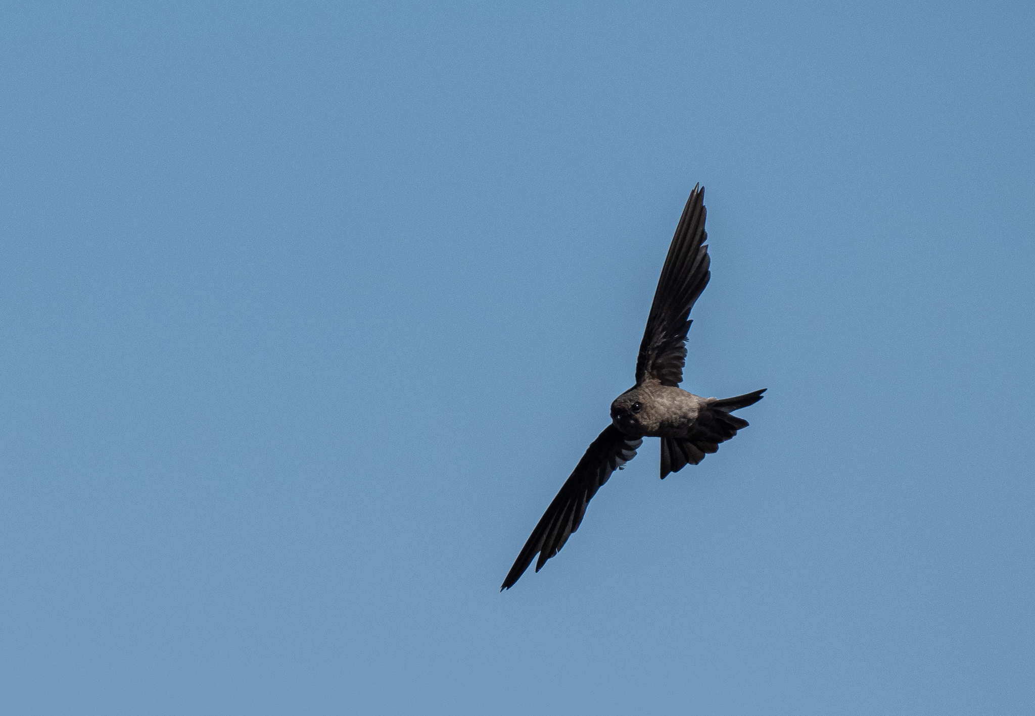 Volcano Swiftlet (Aerodramus vulcanorum), photo 3