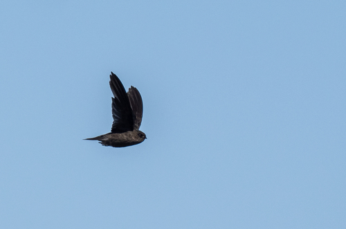 Volcano Swiftlet (Aerodramus vulcanorum), photo 5