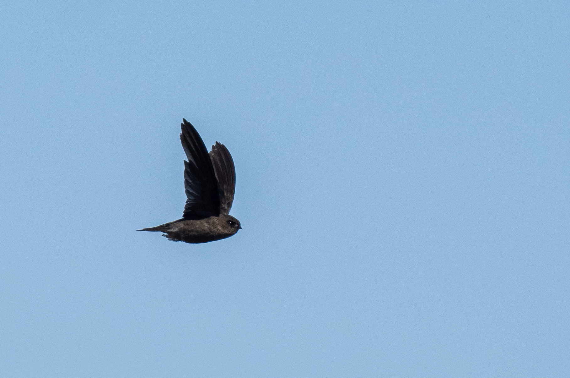 Volcano Swiftlet (Aerodramus vulcanorum), photo 5
