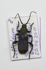 Callidium violaceum