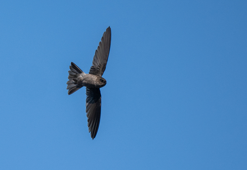 Volcano Swiftlet (Aerodramus vulcanorum), photo 6