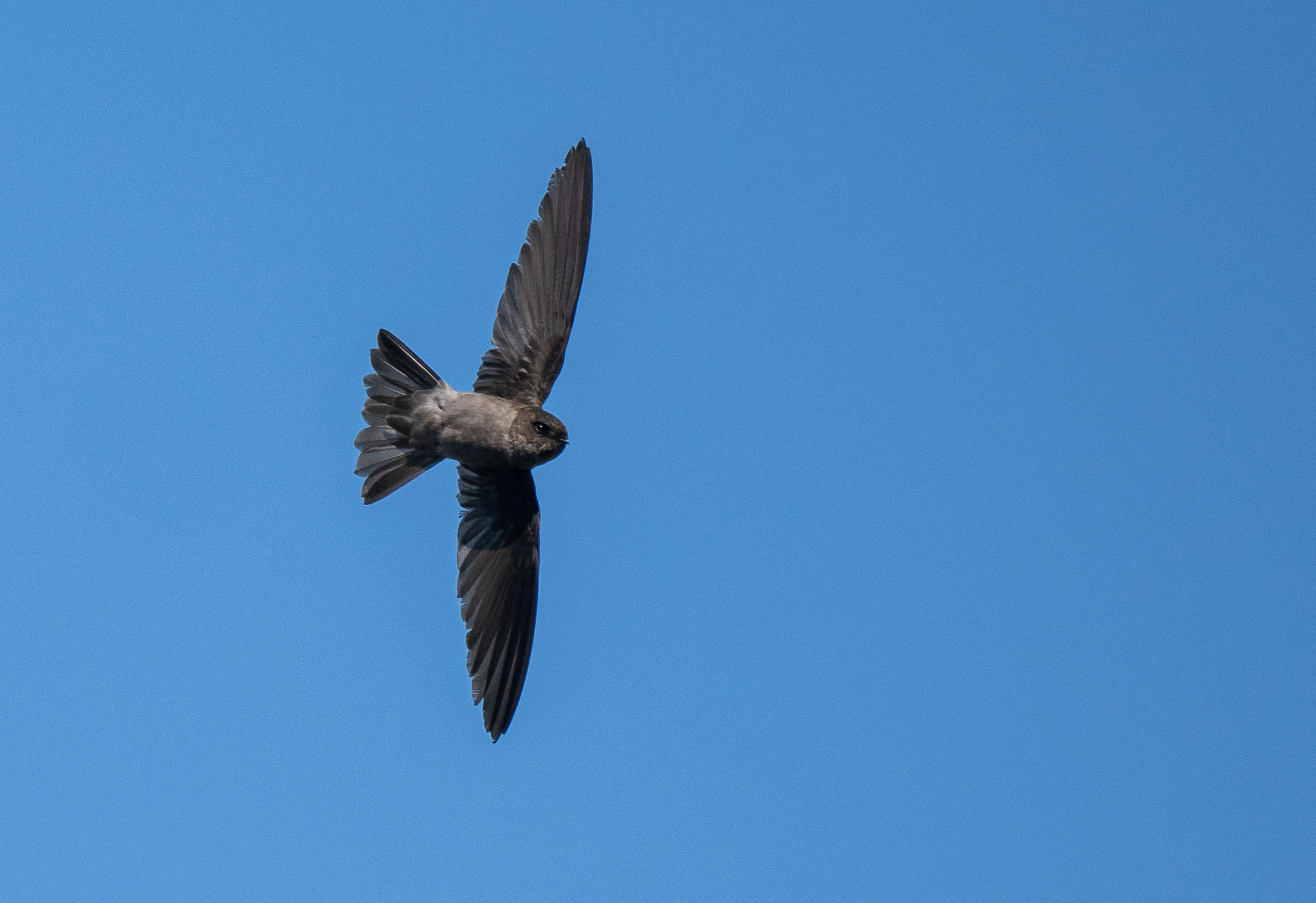 Volcano Swiftlet (Aerodramus vulcanorum), photo 6