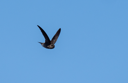 Volcano Swiftlet (Aerodramus vulcanorum), photo 8