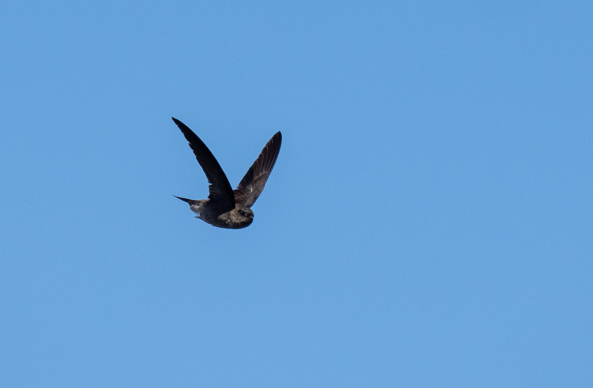 Volcano Swiftlet (Aerodramus vulcanorum), photo 8