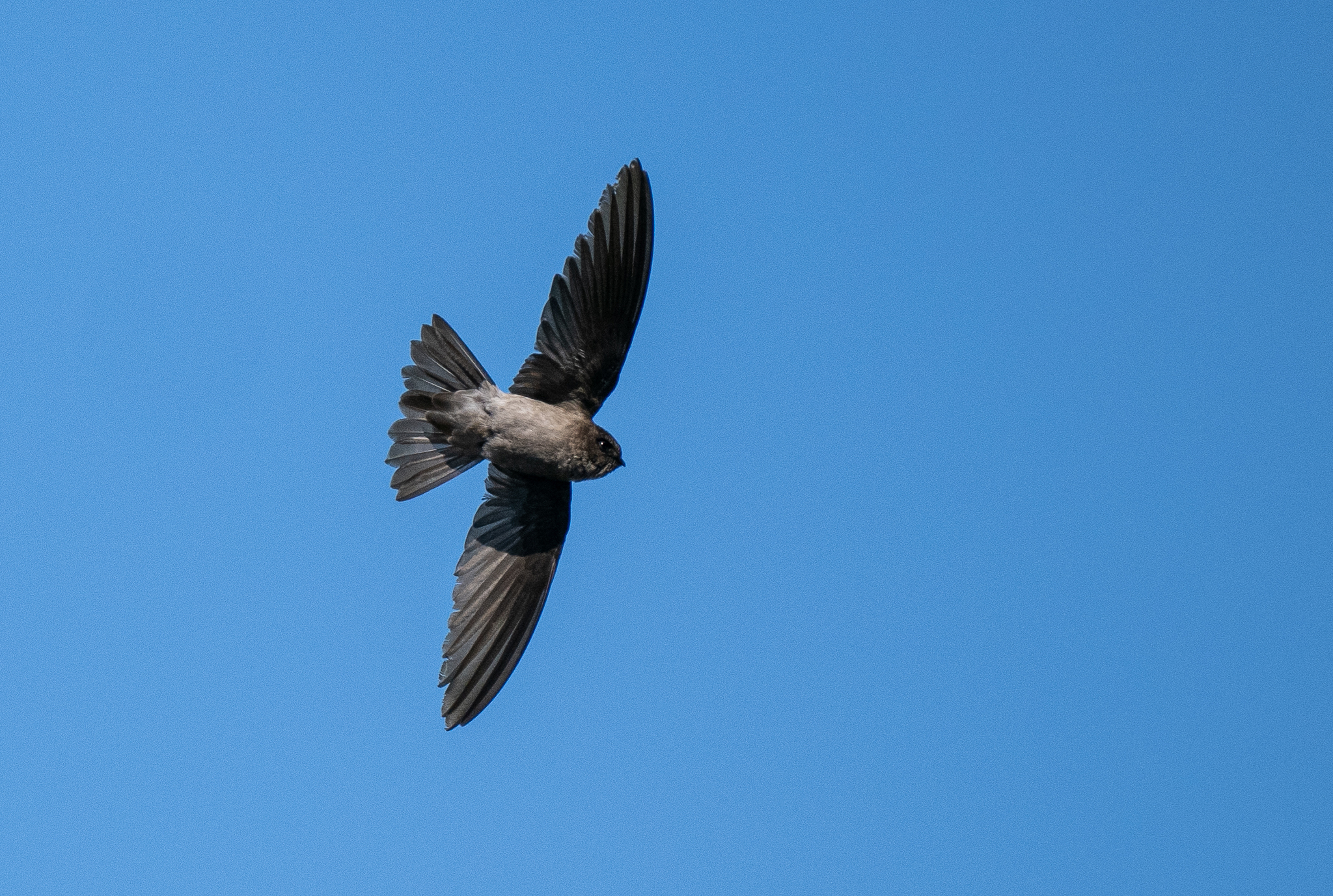 Volcano Swiftlet (Aerodramus vulcanorum), photo 7