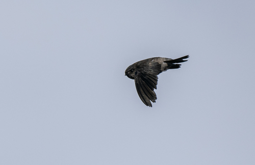 Volcano Swiftlet (Aerodramus vulcanorum), photo 10