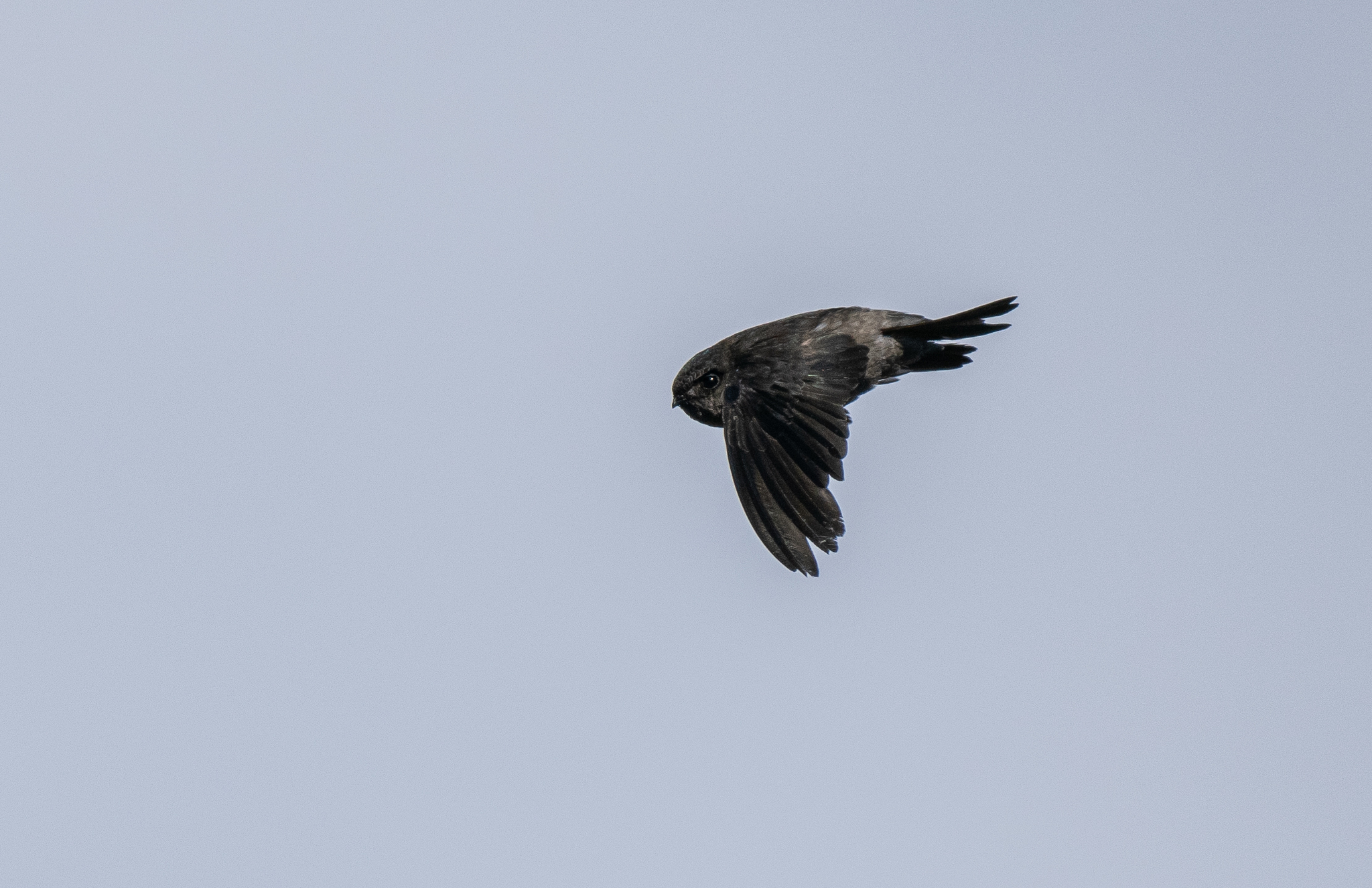 Volcano Swiftlet (Aerodramus vulcanorum), photo 10