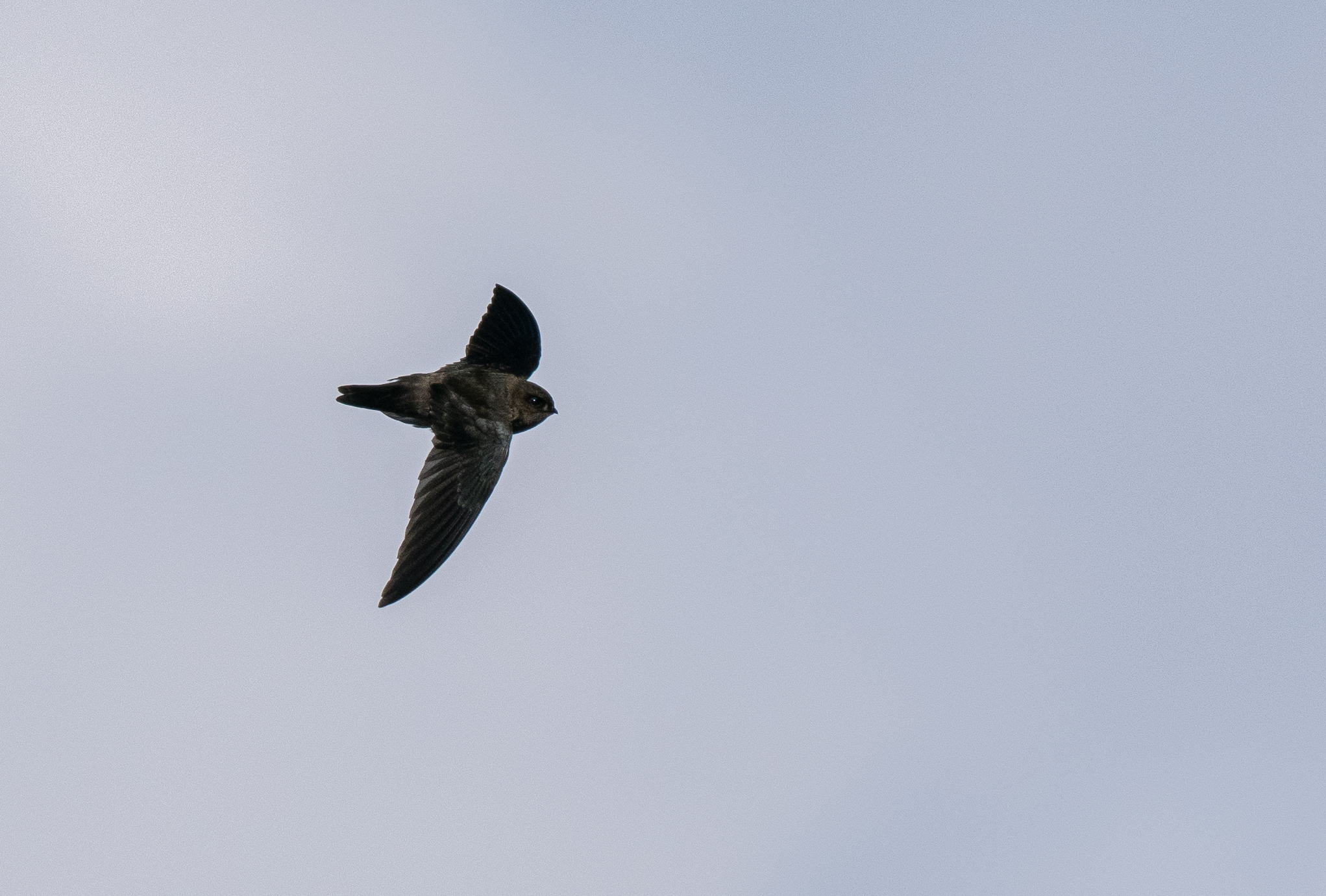 Volcano Swiftlet (Aerodramus vulcanorum), photo 9