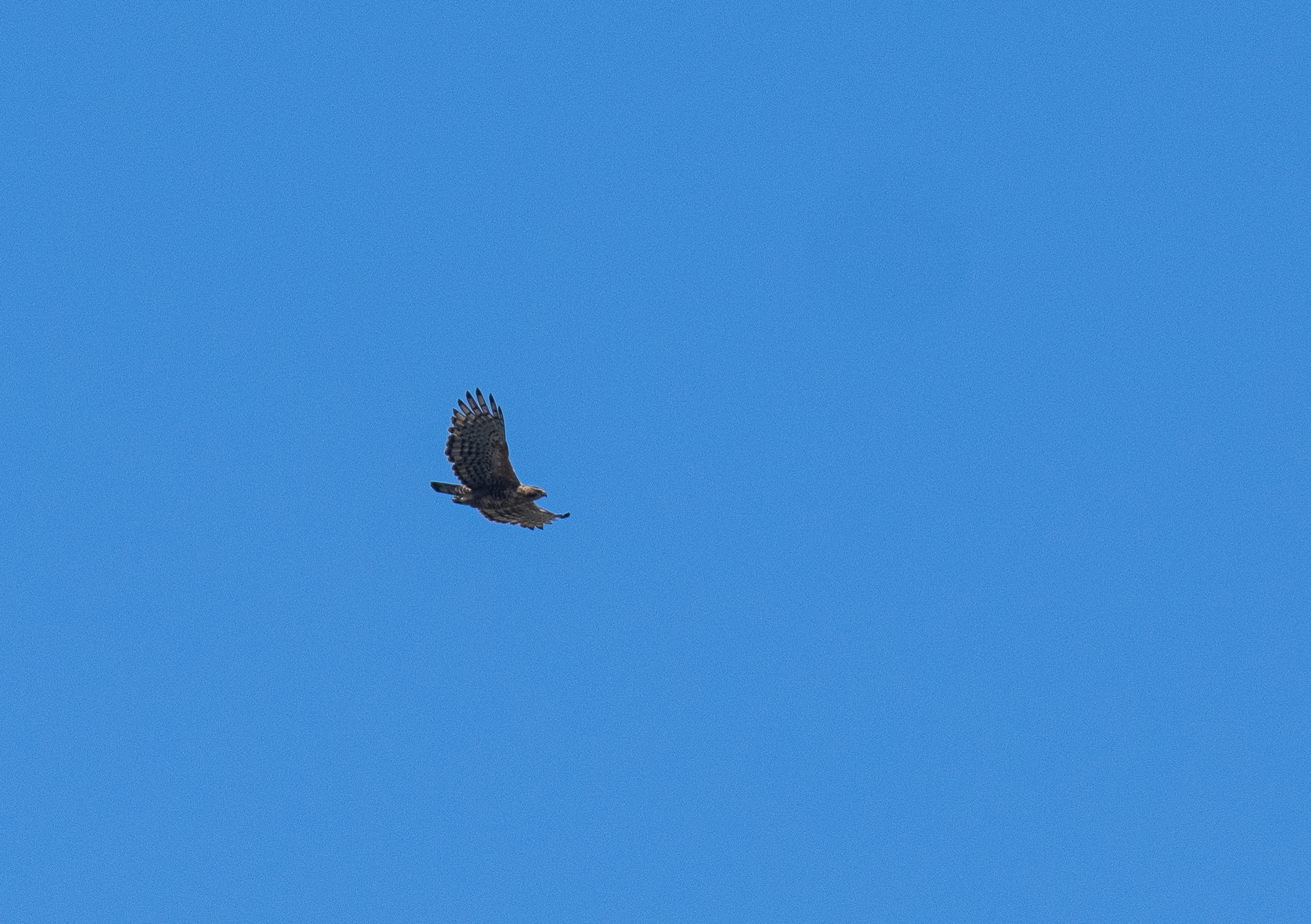 Javan Hawk-Eagle (Nisaetus bartelsi), photo 8