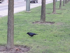 Corvus corone
