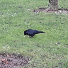 Corvus corone