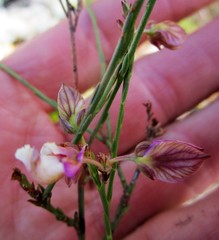 Polygala microlopha