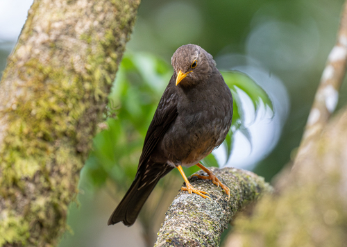 Sunda Island Thrush (Turdus javanicus), photo 1