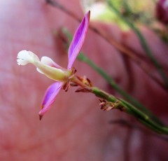 Polygala microlopha