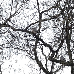 Columba palumbus