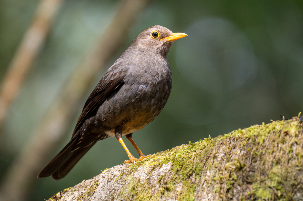 Sundaic island-thrush