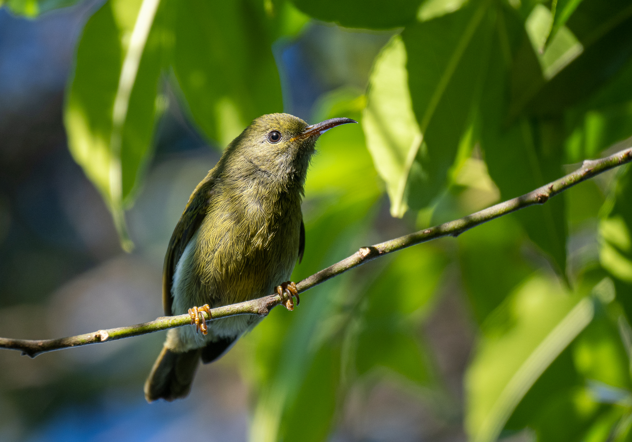 White-flanked Sunbird (Aethopyga eximia), photo 10