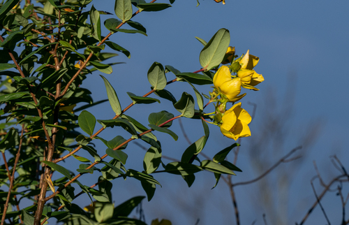 Hypericum leschenaultii (Hypericum leschenaultii)