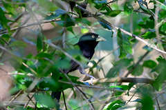Amblycercus holosericeus