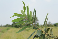 Terminalia mollis