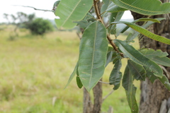Terminalia mollis