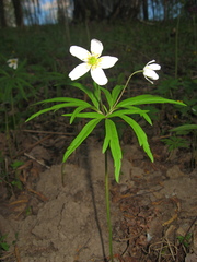 Anemonoides caerulea
