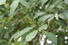 Combretum molle